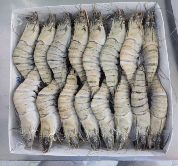 TÔM SÚ NGUYÊN CON ĐÔNG LẠNH